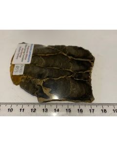 Boxonia bearing Stromatolite CW281