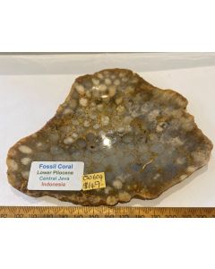 Fossilised Coral CW604