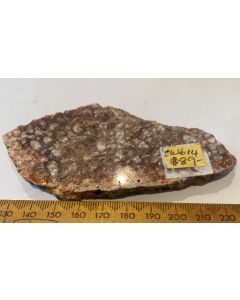 Fossilised Coral CW614