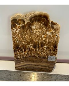 Fossilized Palm wood CW715