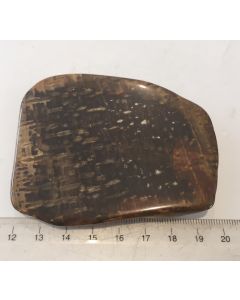 Petrified Wood Slice E139