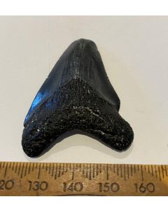 Carcharocles Megalodon Tooth GT429