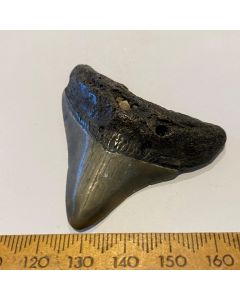 Carcharocles Megalodon Tooth GT430