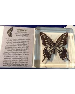Swallowtail Butterfly MBE237