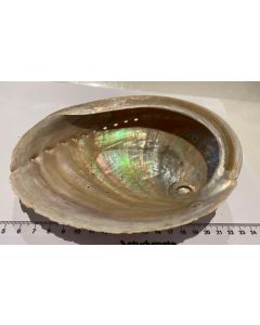 Paua Abalone shell IR19
