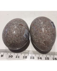 Fossilised Coral Egg MBE330