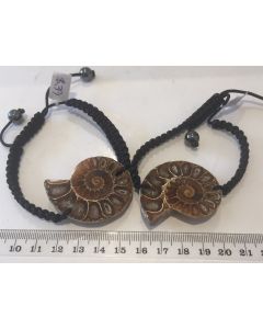 Ammolite Shell Bracelets MBE447