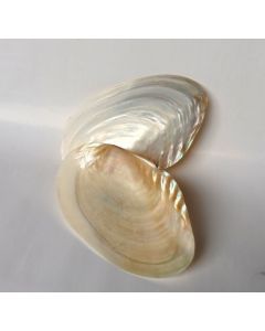Pearl Mussel Shell MA03