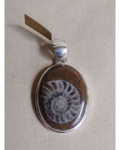 Ammonite Pendant GJP17