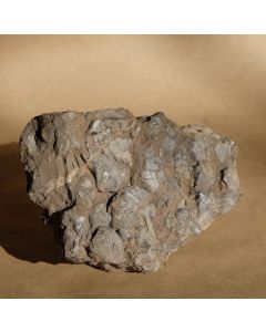  Fossil Shells in Sediment PL19