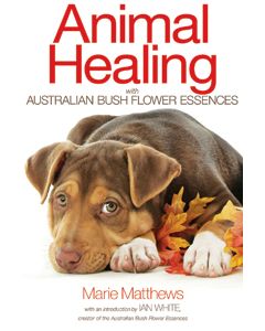 Animal Healing with Australian Bush Flower Essences
