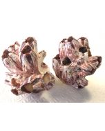 Natural Barnacle Cluster MA08