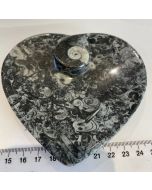 Orthoceras Heart Plate CW256