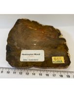 Petrified Wood Slice CW323