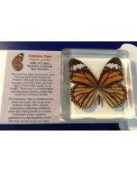 Common Tiger Butterfly MBE236