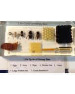 Life cycle of honey bee MBE232