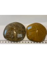  Fossilized Echinoid  Sea Urchin Shell MM645