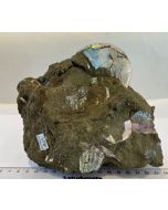 Ammolite in Matrix MM825