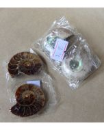 Ammonite Pairs Q196