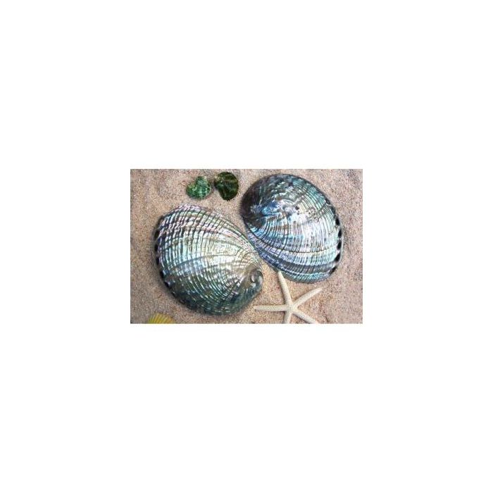 Paua Abalone shell A931