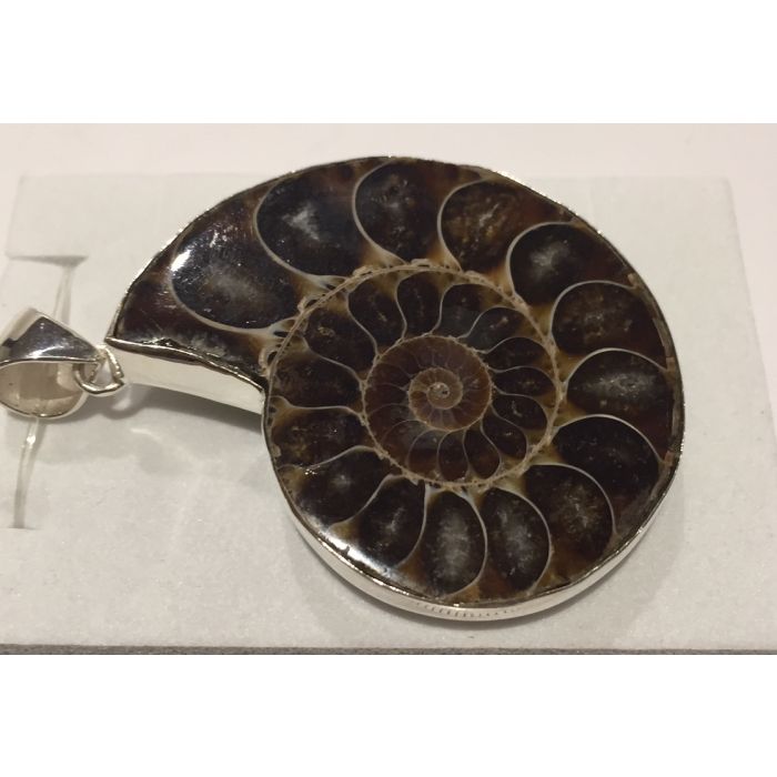 Ammonite ROF27