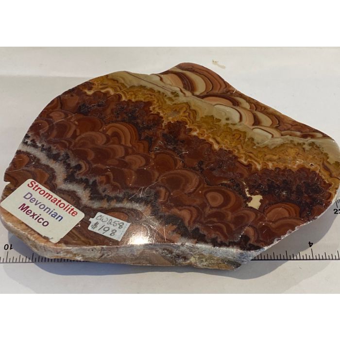 Stromatolite Slab CW258