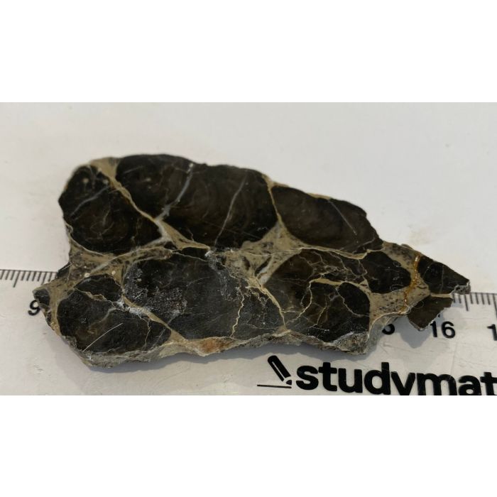 Stromatolite Slab CW260