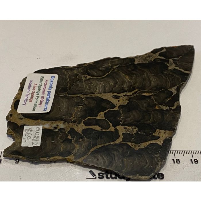 Boxonia bearing Stromatolite CW282