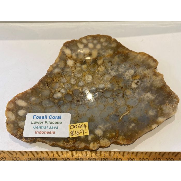 Fossilised Coral CW604