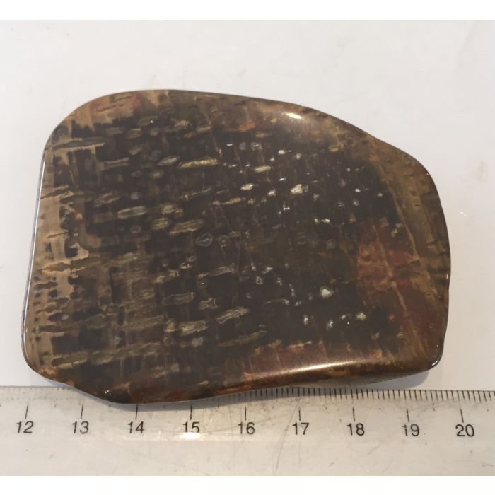 Petrified Wood Slice E139