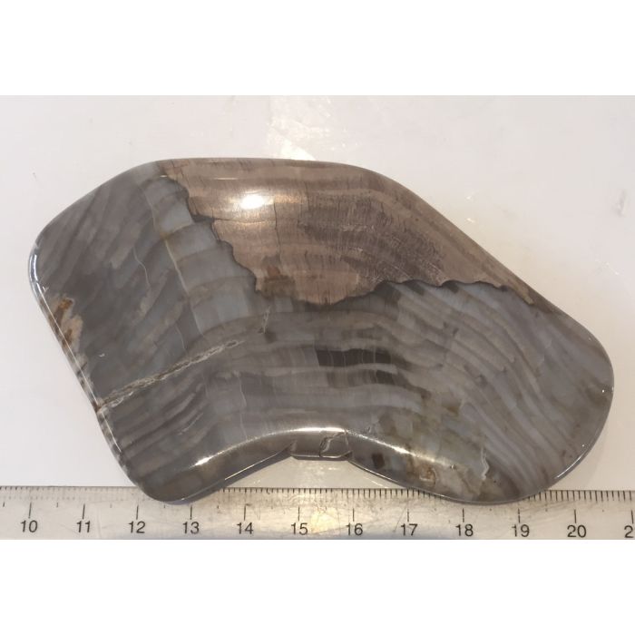Petrified Wood Slice E143