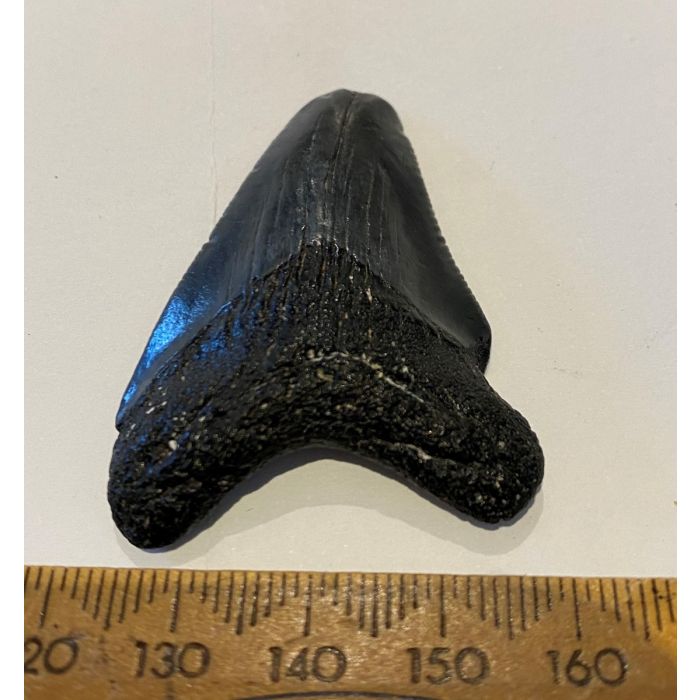 Carcharocles Megalodon Tooth GT429