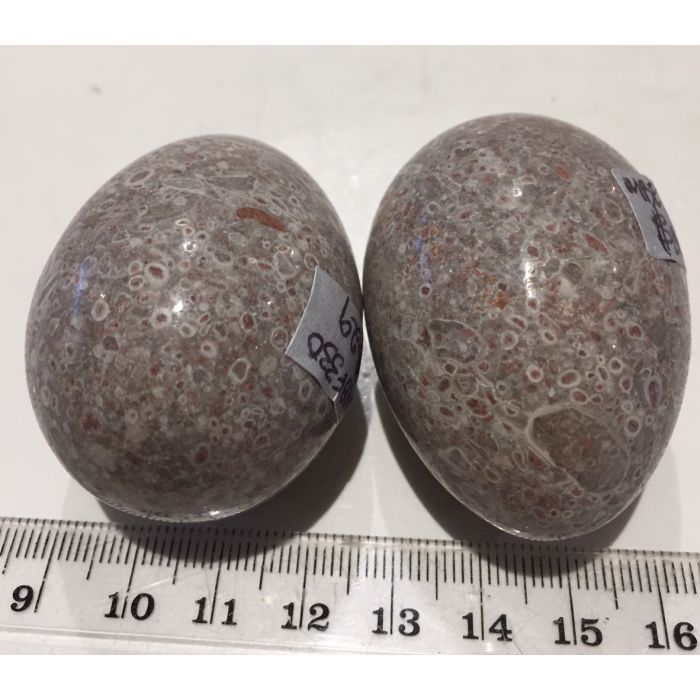 Fossilised Coral Egg MBE330