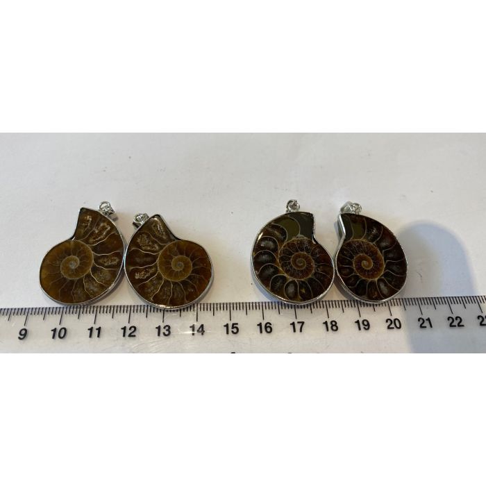 Ammonite Twin MBE568