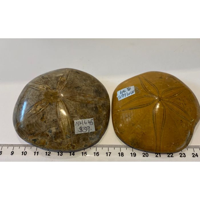  Fossilized Echinoid  Sea Urchin Shell MM645